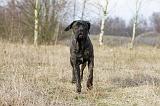 CANE CORSO 799